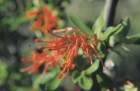 Embothrium coccineum